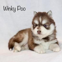 Winky Poo - Chocolate female Pomsky puppy in Denham Springs, Louisiana from Bayouland Pomskies