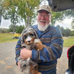 Orange - Merle male Bernedoodle puppy in Shelby, North Carolina from Forever Grateful Doodles