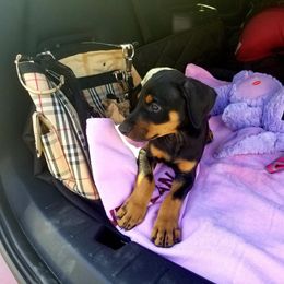 Doberman Pinscher Puppies from Riviera Dobermans