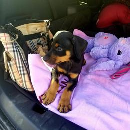 Doberman Pinscher Puppies from Riviera Dobermans
