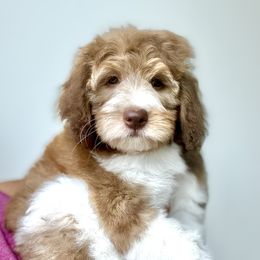 Margot - Tri-color female Bernedoodle puppy in Greeneville, Tennessee from My Two Doodles