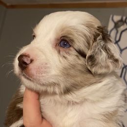 Miniature Australian Shepherds from Born on the Bayou Aussies