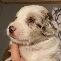 Miniature Australian Shepherds from Born on the Bayou Aussies