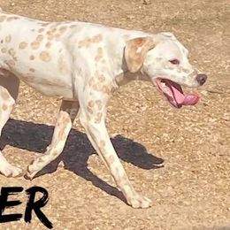 Breaker  - Dalmatian