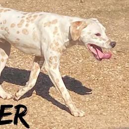 Breaker  - Dalmatian