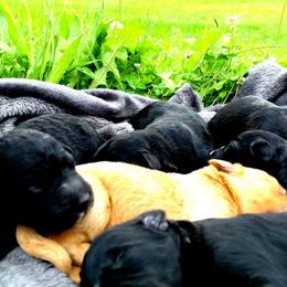 Assorted Doodle Crosses puppies from Southern Star Goldendoodles