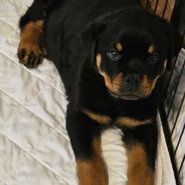 Yellow boy aka Manu - Black and mahogany male Rottweiler puppy in Worley, Idaho from Templinhaus Rottweilers & DreamHaus French Bulldogs