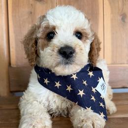 Anna - Parti female Labradoodle puppy in English, Indiana from Doodle Darlings