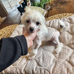 HL girl 3 - Pink and slate female Chinese Crested puppy in Blue Earth, Minnesota from Ciao Bella Chinese Cresteds