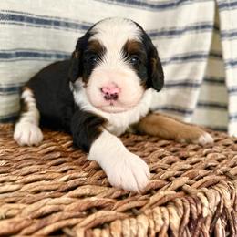 Babe - Tri-color male Bernedoodle puppy in Waco, Texas from Blessings Pups Doodles