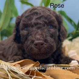 Rose - Brown female Poodle puppy in Greenville, North Carolina from Grace Poodles