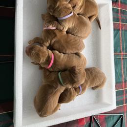 No name - Dark golden female Golden Retriever puppy in Huntington Beach, California from Beach Cities Golden Retrievers