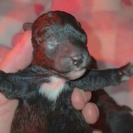 Girl 1 - Black and white female Shihpoo puppy in Hertford, North Carolina from Heaven Sent Shihpoo's