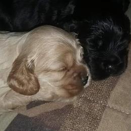Cocker Spaniel and German Shepherd Puppies from Emerald Cockers/Frog Valley K9's LLC