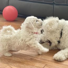 Bichon Frise Puppies from Christen’s Puppy Land