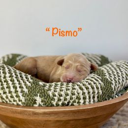 Pismo - Golden male Golden Retriever puppy in Fontana, California from Thegoldendreams1