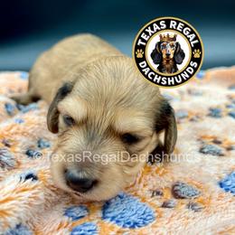 Bagel 3500 - Cream male Dachshund puppy in Houston, Texas from Texas Regal Dachshunds LLC