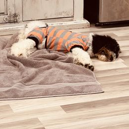 Goldendoodle Puppies from Labradoodleday