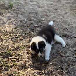 Boy 2 Blaze - Black white and tan male Collie puppy in Citra, Florida from Faith Rough Collie’s