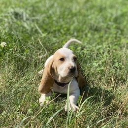SOLD - Lemon and white Basset Hound puppy in New York from Lil Family Farm
