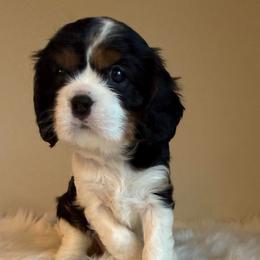 Clara - Tri-color female Cavalier King Charles Spaniel puppy in Melrose, Florida from Magnolia Hill Cavaliers and Doxies