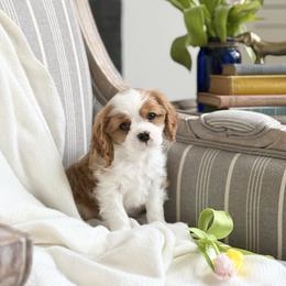 Digger Drake - Blenheim male Cavalier King Charles Spaniel puppy in Draper, Utah from Cavachon Love Chocolate Cavaliers, Cavaliers, Cavachon’s, Cavapoos