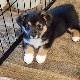Pembroke Welsh Corgi Puppies from Lindsey's Lovely Little Corgis