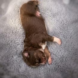 Apollo - Red merle male Miniature Australian Shepherd puppy in White Oak, Texas from Triple Lake Ranch Miniature Australian Shepherds