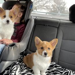 Pembroke Welsh Corgi Puppies from Gotta Chase Em All Corgis