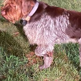 Wirehaired Pointing Griffons from Three Beard Kennels