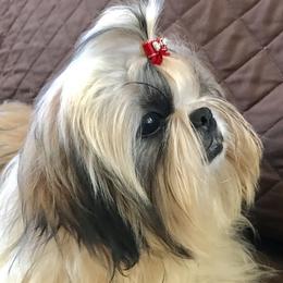 Shih Tzu All Grown Up from AKC Shih Tzu of California