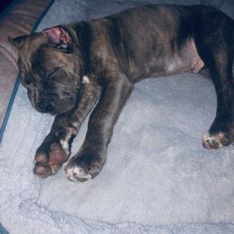 Cane Corso Puppies from Samantha Jackson
