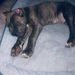 Cane Corso Puppies from Samantha Jackson