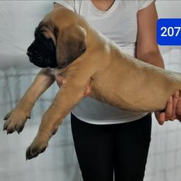 AKC PUP 207 - Fawn male Mastiff puppy in Ava, Missouri from Ozark Mountain Mastiffs
