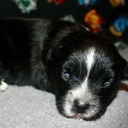 Binx - Black & white male Australian Shepherd puppy in El Dorado Springs, Missouri from HP Aussie Kennels
