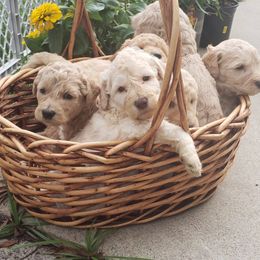 Goldendoodles from Gigi & Papa's Goldendoodles