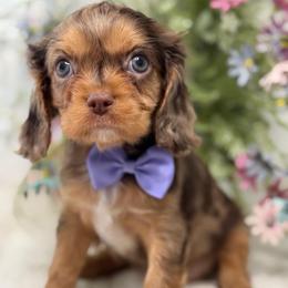 Tuna - Tri-color female Cavalier King Charles Spaniel puppy in Yuciapa, California from AlltheDoodlez_