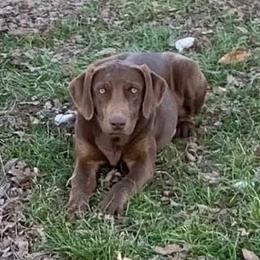 Bonnie - Catahoula Leopard Dog