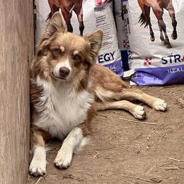 Tuff - Australian Shepherd