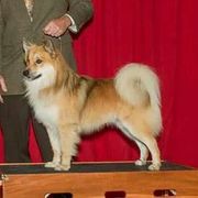 Toro - Icelandic Sheepdog