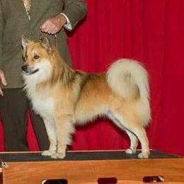 Toro - Icelandic Sheepdog