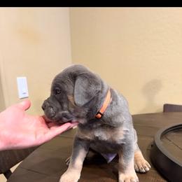 Boy 2 - Gray male Cane Corso puppy in Prescott Valley, Arizona from Willow’s Meadow