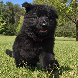 Red Collar - Male - Black male German Shepherd puppy in Charlotte, North Carolina from Zuflucht K9s