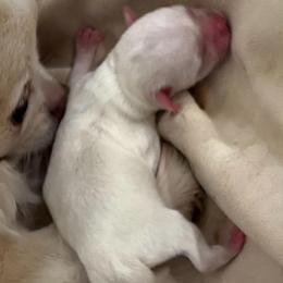 TBD - Cream and white female Chihuahua puppy in Davenport, Florida from Clan Cordovathone