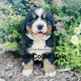 Black Collar - Black rust and white male Bernese Mountain Dog puppy in Flat Rock, Illinois from Corner Stone Bernese Mountain Dogs