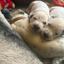 Appa - White and black male Dalmatian puppy in Killeen, Texas from America's Dalmatian Friends
