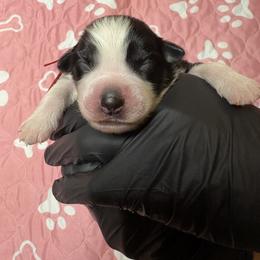 Australian Shepherd Puppies from Good Karma Aussies