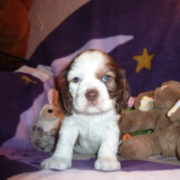 Cavachon, Cavalier King Charles Spaniel, and Cocker Spaniel Puppies from Walnut Grove Cavaliers