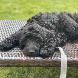 Labradoodle Puppies from Caldron Falls Doodles and Poodles