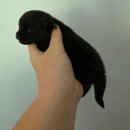 Soot - Black male Pomeranian puppy in Wildersville, Tennessee from RoyalRarity's Poms & Enrichment